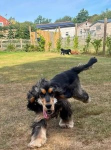 Frankie, who started at Leafields as a timid puppy