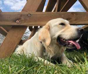 Merlin, a golden labrador, happy at Leafields