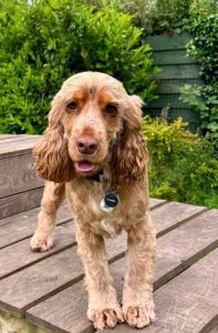 Olive, a Leafields day care dog