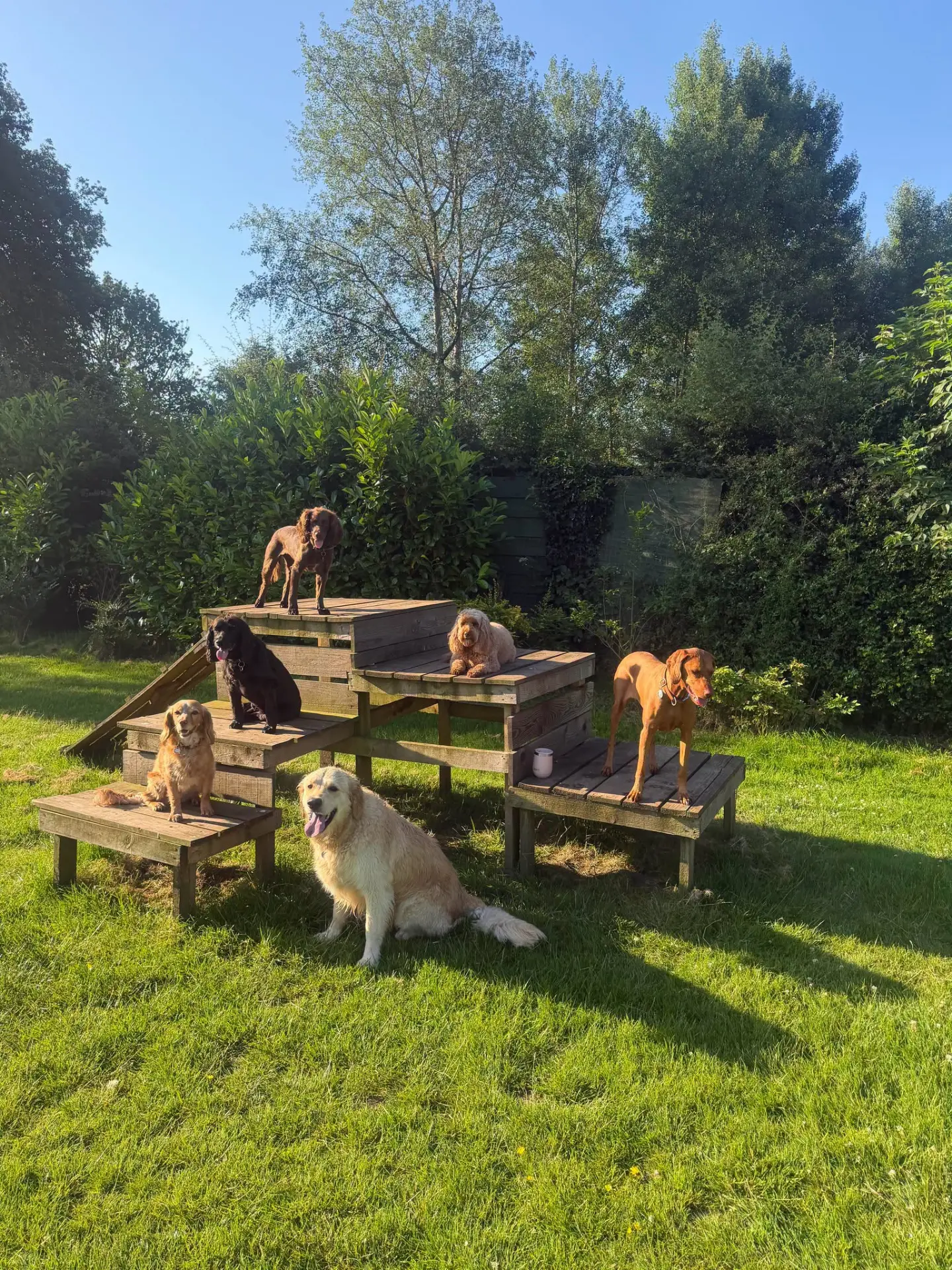 A group of dogs resting on wooden platforms in the sunny grounds at Leafields