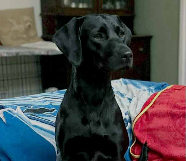 Harley relaxing at home after a day at Leafields