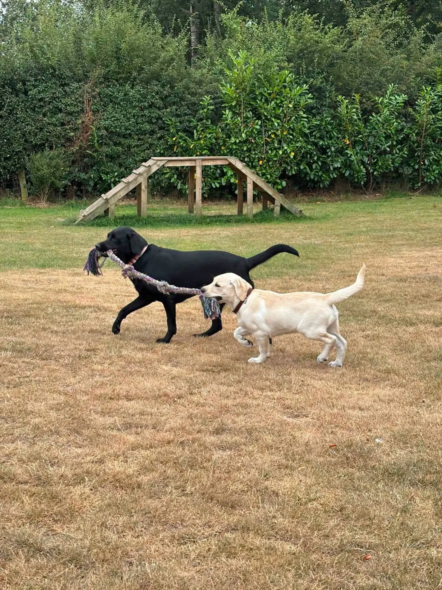 A black labrador and a yellow labrador puppy playing tug with a rope in the paddock