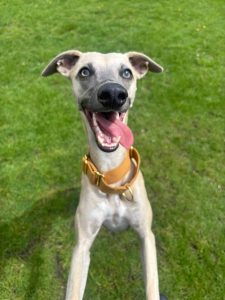 Floyd, a happy Leafields boarder