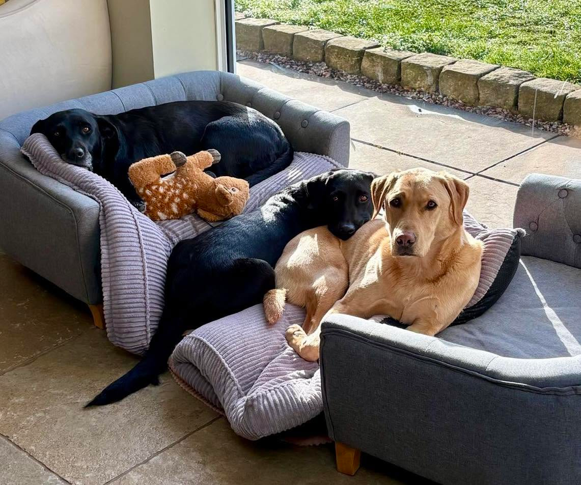 Four dogs curled up together on sofa beds indoors at Leafields