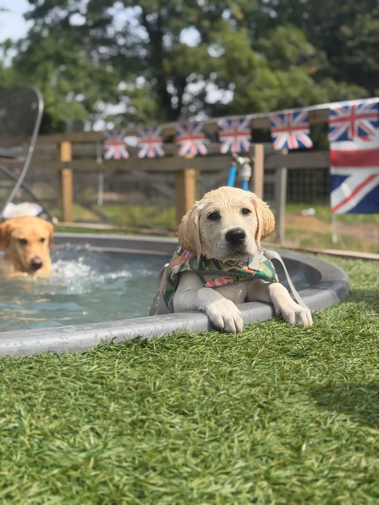 A wet labrador puppy in a life jacket resting on the edge of the pool at Leafields